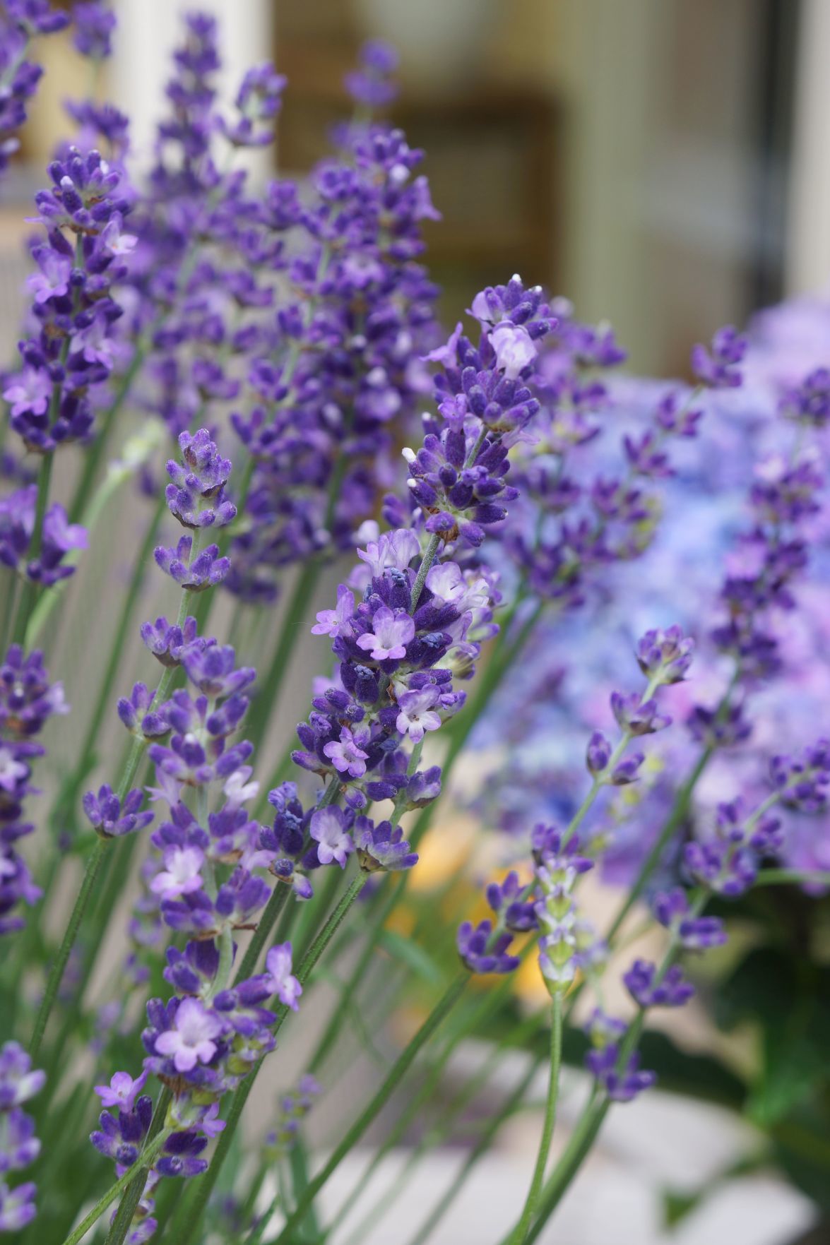 Lavendula BigTime Blue